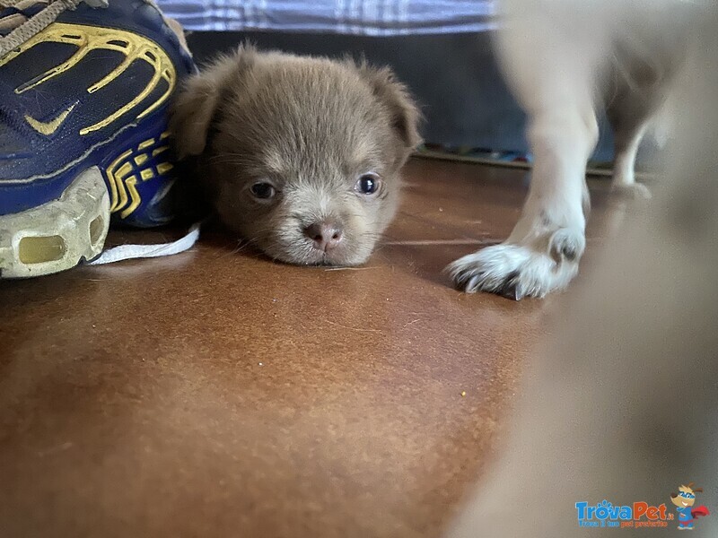 Cuccioli Chihuahua - Foto n. 2