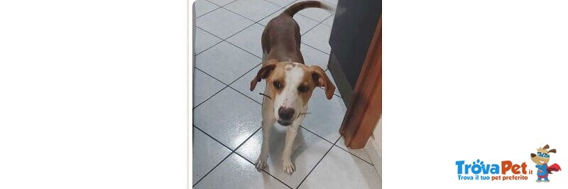 Luna 10 mesi Incrocio Beagle Rinuncia di Proprietà!urgente Urgente Roma - Foto n. 2