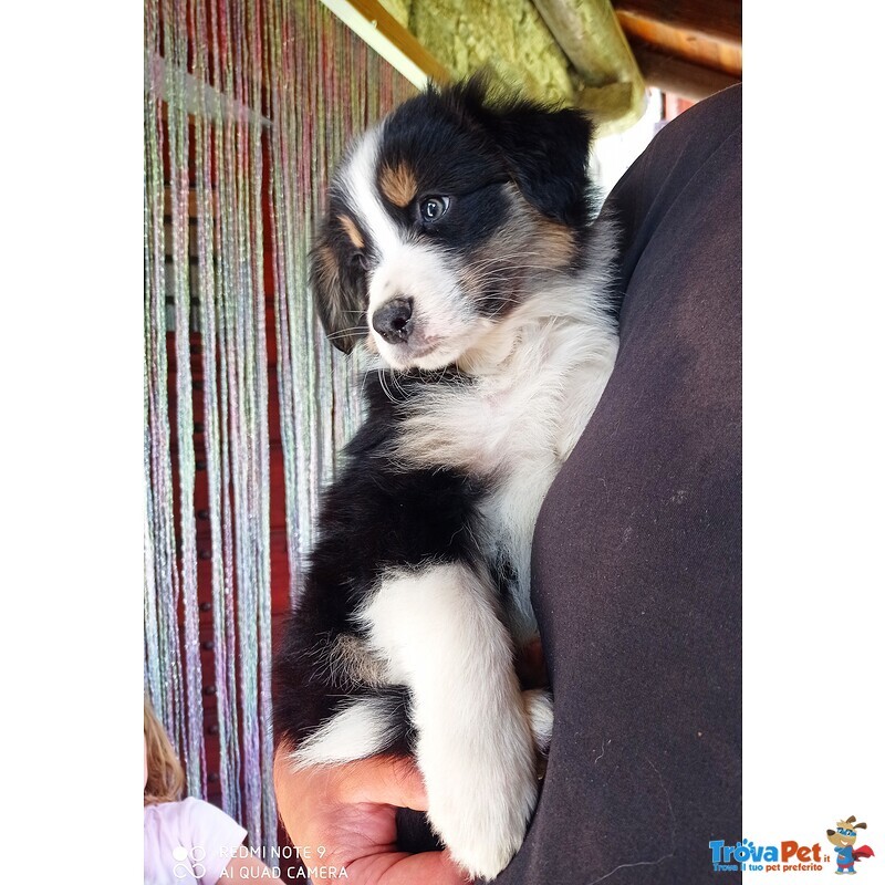 Cuccioli di Australian Shepherd - Foto n. 3