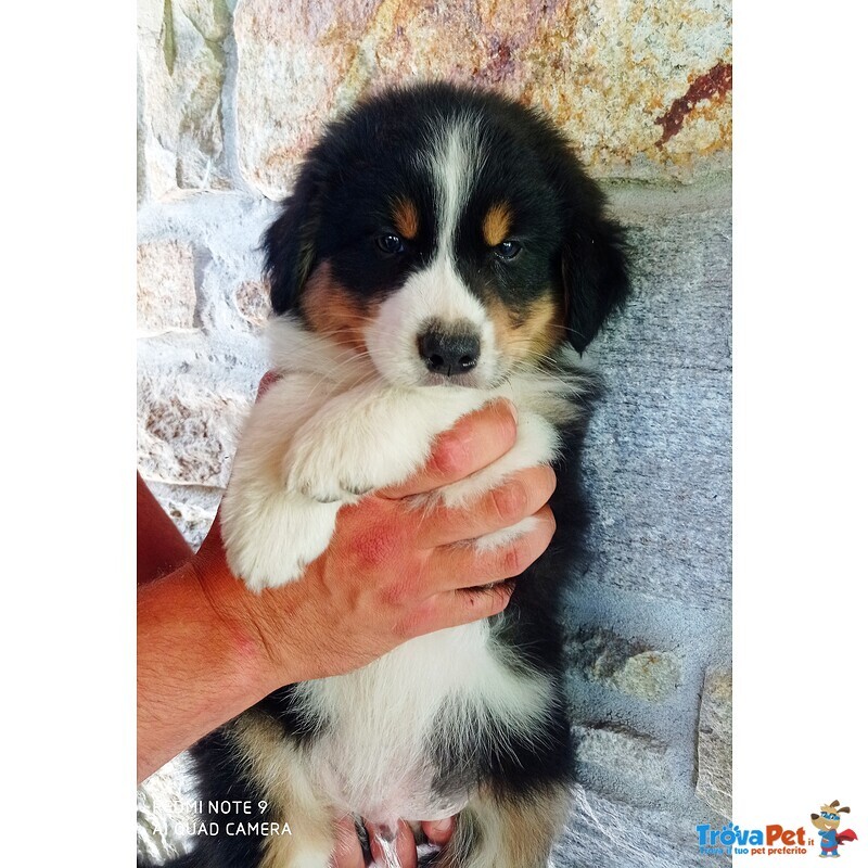 Cuccioli di Australian Shepherd - Foto n. 5