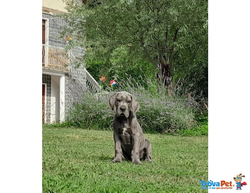 Cuccioli di Alano Blu - Foto n. 2