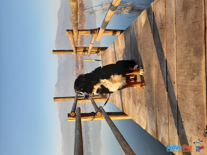 Bovaro del Bernese Cerca Femmina per Accoppiamento - Foto n. 4