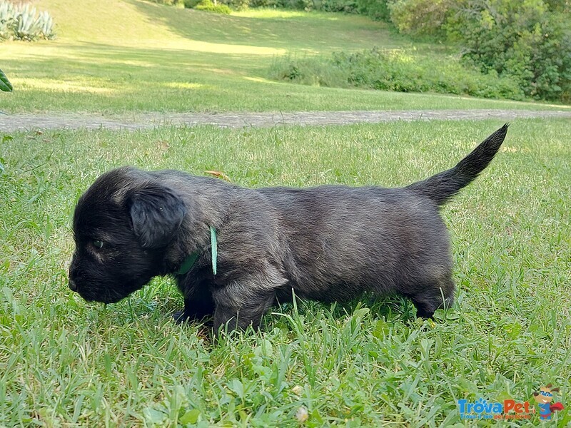 Cuccioli di skye Terrier - Foto n. 1