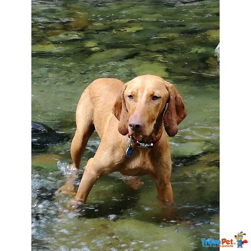 Cuccioli di Magyar Vizsla - Bracco Ungherese a pelo Corto - Foto n. 2