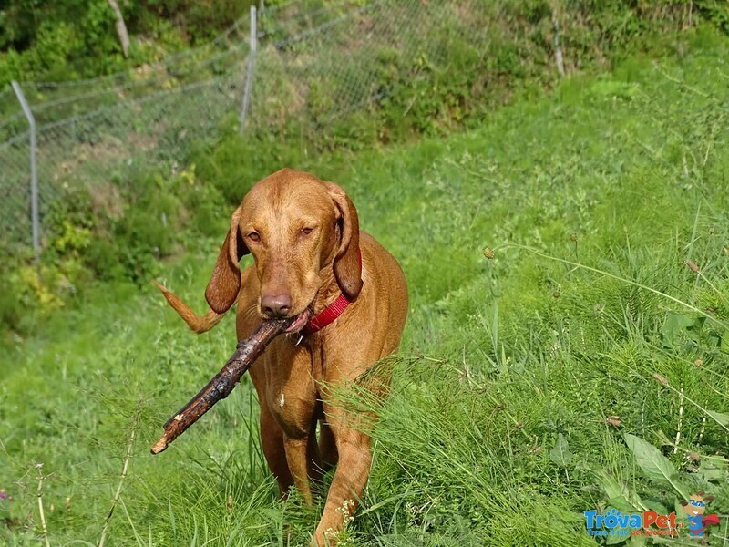 Cuccioli di Magyar Vizsla - Bracco Ungherese a pelo Corto - Foto n. 3