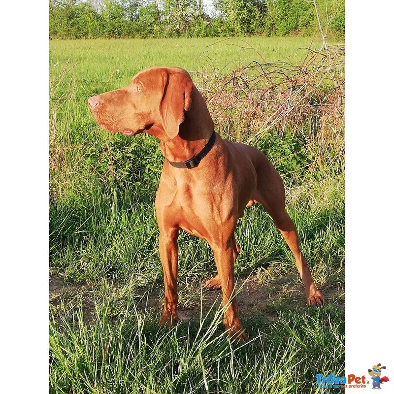 Cuccioli di Magyar Vizsla - Bracco Ungherese a pelo Corto - Foto n. 4