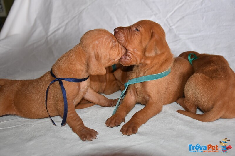 Cuccioli di Magyar Vizsla - Bracco Ungherese a pelo Corto - Foto n. 1