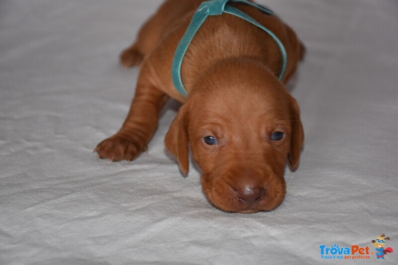 Cuccioli di Magyar Vizsla - Bracco Ungherese a pelo Corto - Foto n. 5