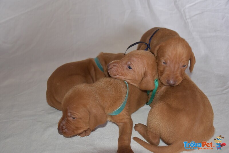 Cuccioli di Magyar Vizsla - Bracco Ungherese a pelo Corto - Foto n. 6