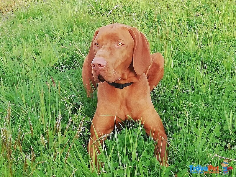 Cuccioli di Magyar Vizsla - Bracco Ungherese a pelo Corto - Foto n. 8