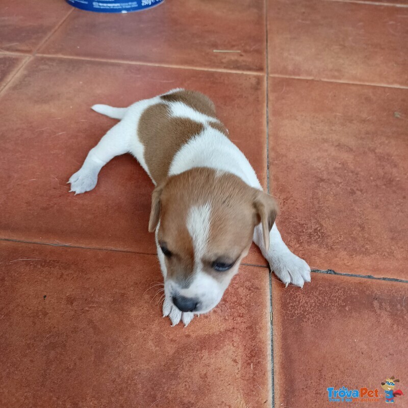 Vendo Cuccioli di jack Russel - Foto n. 1