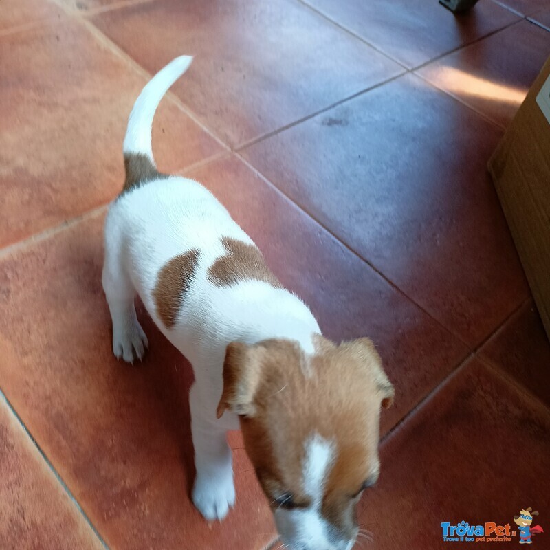 Vendo Cuccioli di jack Russel - Foto n. 5