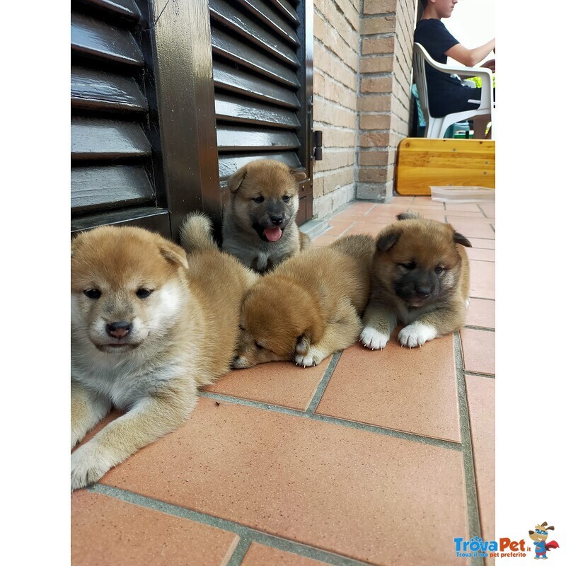 Cuccioli Shiba Inu - Foto n. 4