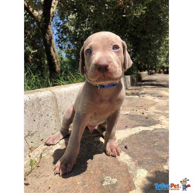 Incantevoli Cuccioli di Weimaraner - Foto n. 1