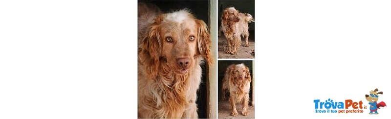 Orange Setter Giovane da 2anni in 1canile che sta X Chiudere! Viterbo Sos - Foto n. 1