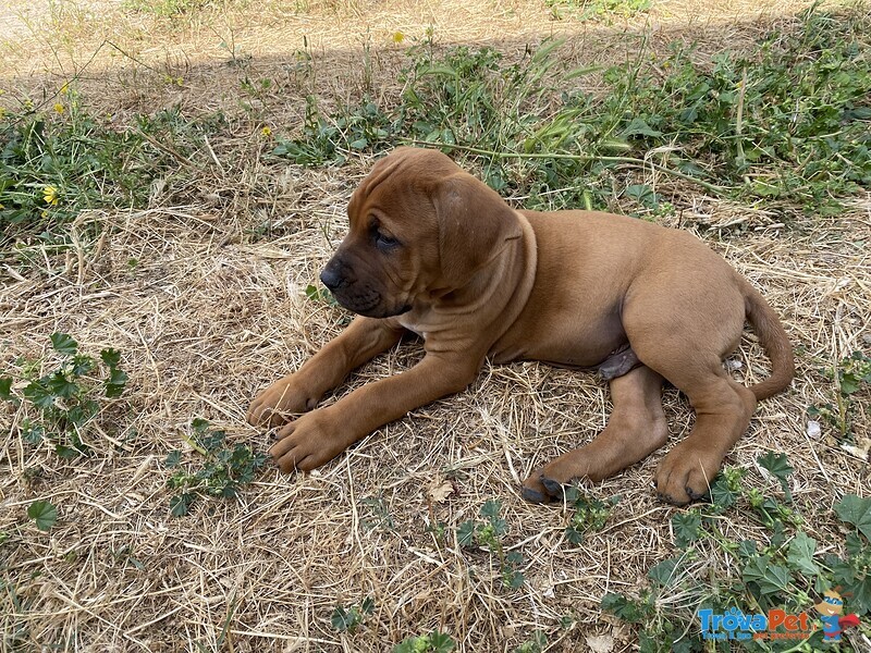 Vendo Splendidi Cuccioli tosa Inu - Foto n. 1