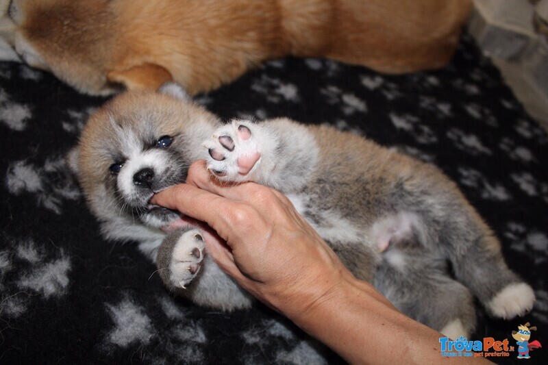 Cuccioli di Akita - Foto n. 1