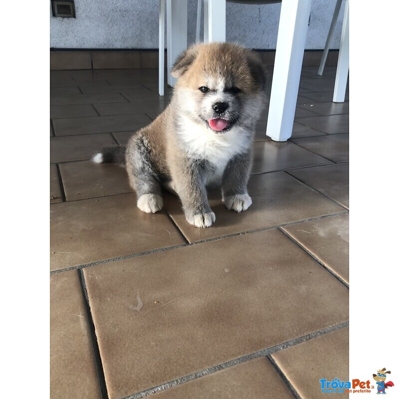 Cuccioli di Akita - Foto n. 4