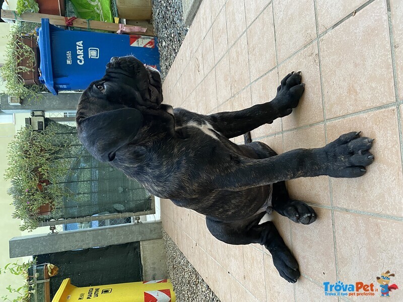 Cuccioli di cane Corso - Foto n. 3