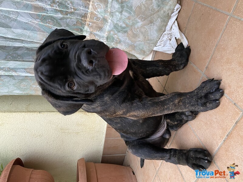 Cuccioli di cane Corso - Foto n. 1