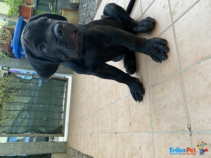 Cuccioli di cane Corso - Foto n. 5