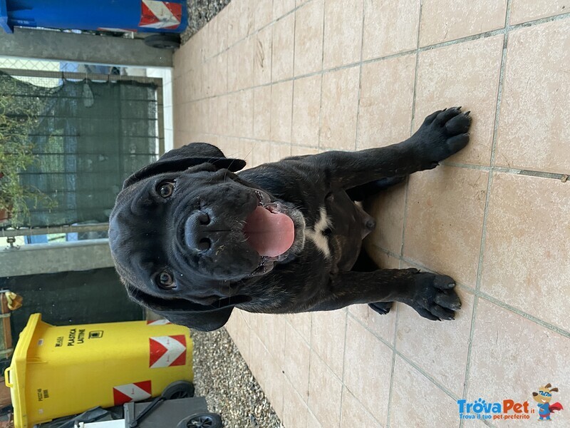 Cuccioli di cane Corso - Foto n. 6