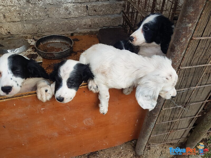 Cuccioli da Caccia - Foto n. 1