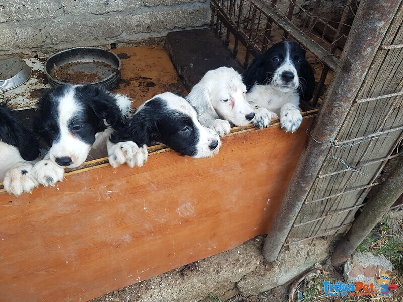 Cuccioli da Caccia - Foto n. 2