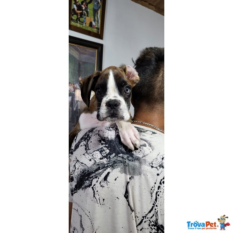 Cucciolo di Boxer - Foto n. 1