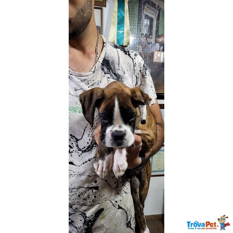 Cucciolo di Boxer - Foto n. 2