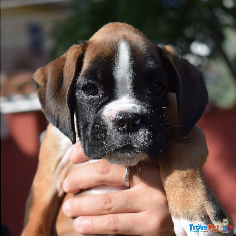 Delizioso Cucciolo di Boxer - Foto n. 1