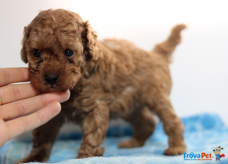 Cuccioli Barboncino Piccolo Albicocca, 2 mesi Compiuti - Foto n. 3