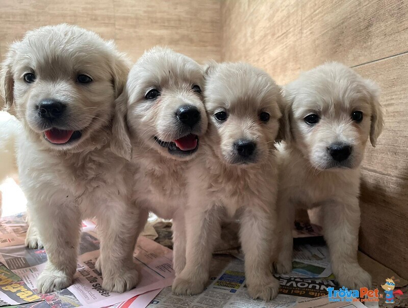 Cuccioli Golden Retriever Bianchi, 2 mesi Compiuti - Foto n. 1