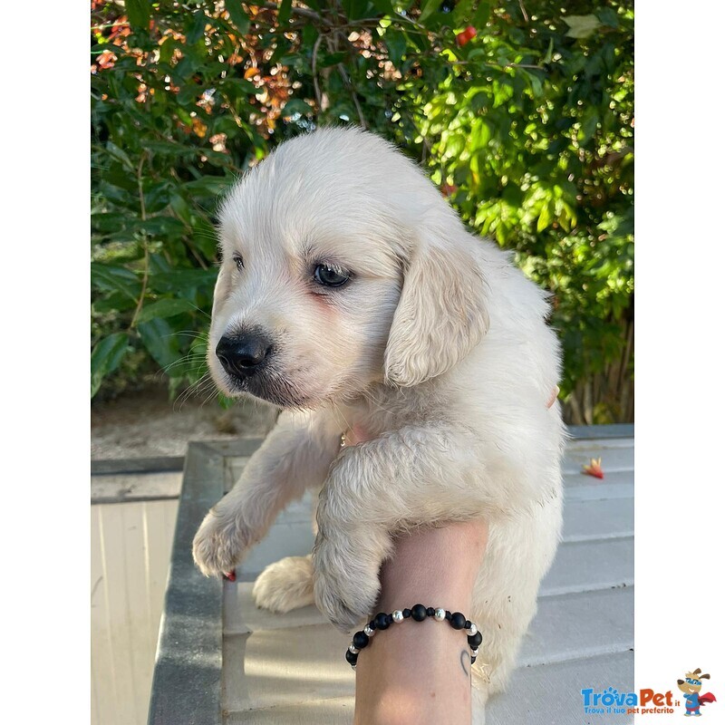 Cuccioli Golden Retriever Bianchi, 2 mesi Compiuti - Foto n. 2