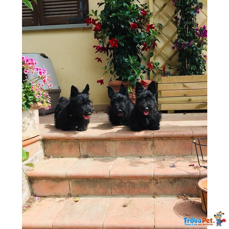 Scottish Terrier - Foto n. 2