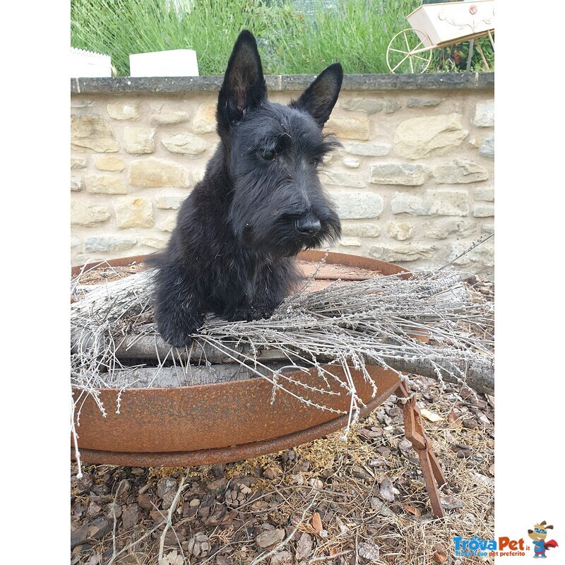 Scottish Terrier - Foto n. 3