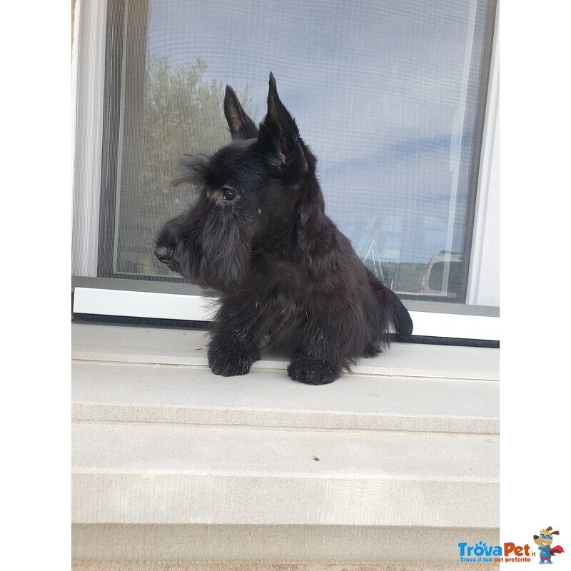 Scottish Terrier - Foto n. 4