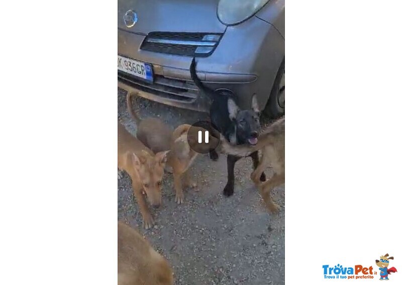 3mesi Simil Cirneco Occhi Ambra + Altri Cuccioli Simili di 4/5 mesi sos Siracusa - Foto n. 6