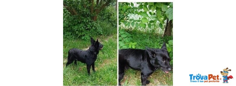 6anni tg Piccola (kg5/6) nero Buonissimo Rimato Solo!urgente Torino - Foto n. 1