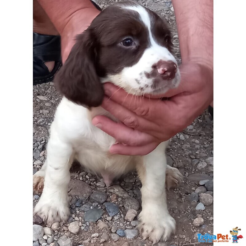 Springer Spaniel - Foto n. 1