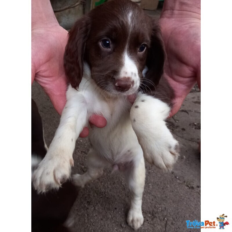 Springer Spaniel - Foto n. 2