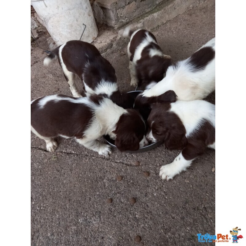 Springer Spaniel - Foto n. 4