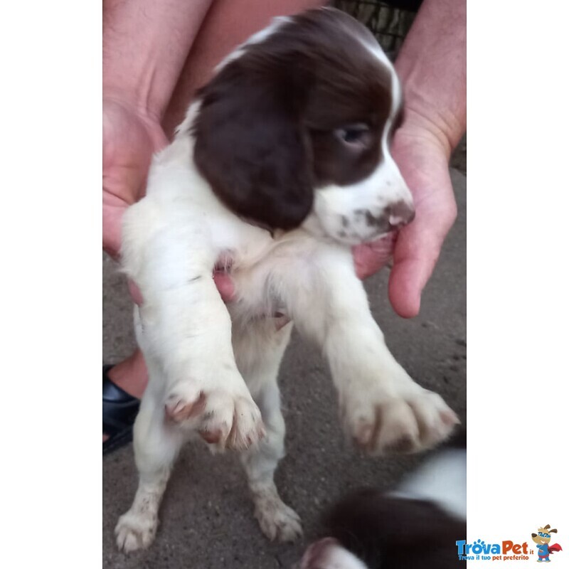 Springer Spaniel - Foto n. 5