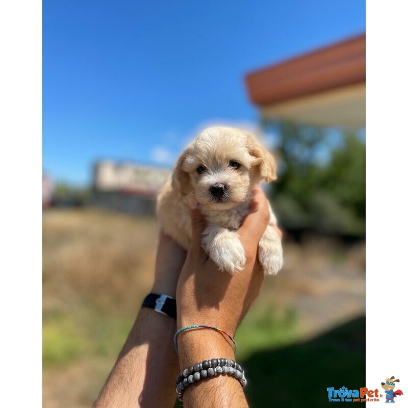 Maltipoo Albicocca - Foto n. 1