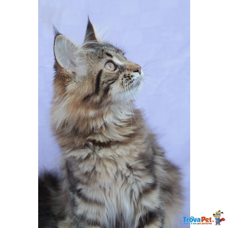 Femmina Maine coon xxl con Pedigree - Foto n. 1