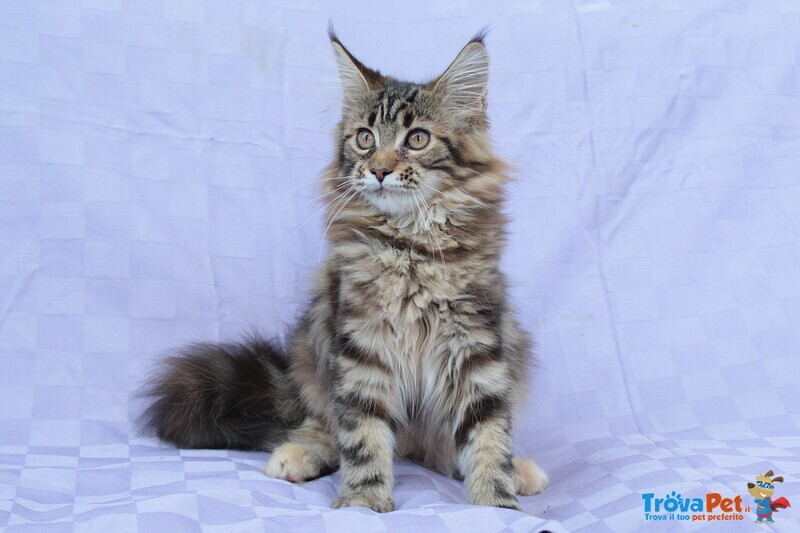 Femmina Maine coon xxl con Pedigree - Foto n. 2