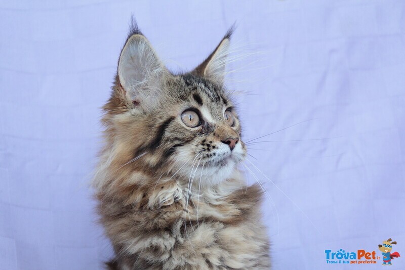 Femmina Maine coon xxl con Pedigree - Foto n. 4