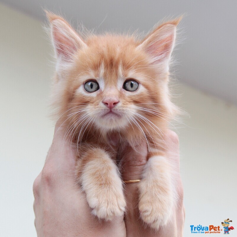 Cuccioli Maine coon alta Genealogia con Pedigree - Foto n. 3