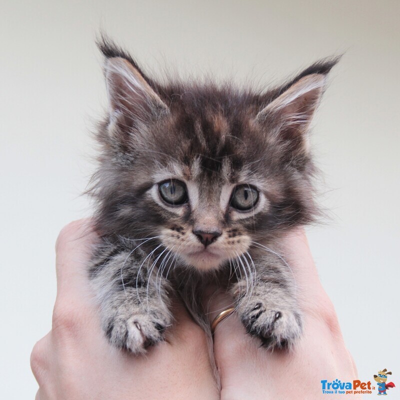 Cuccioli Maine coon alta Genealogia con Pedigree - Foto n. 4