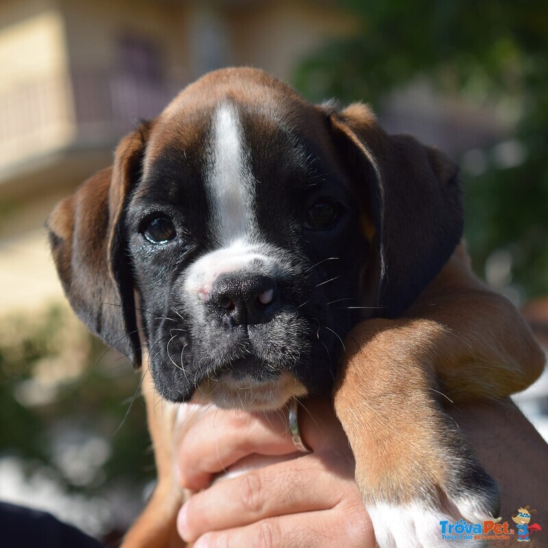 Boxer Cucciolo Cerca Amico!!! - Foto n. 1